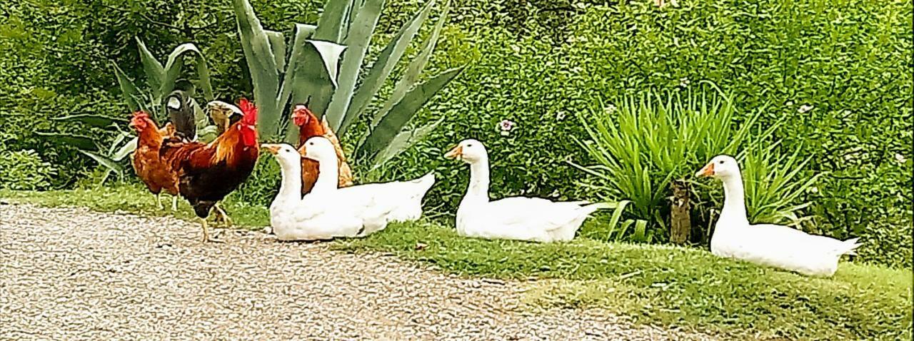 Agriturismo Casa Rossa Chianciano Terme Dış mekan fotoğraf